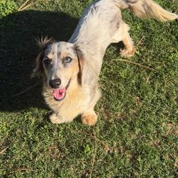 Artemis - Dachshund