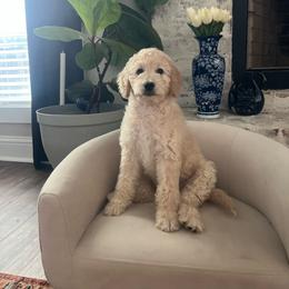 Odessa - Cream female Goldendoodle puppy in New Waverly, Texas from C.P. Puppy Buddies