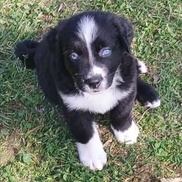 Bolt - Green - Boy - Black tri-color male Australian Shepherd puppy in Charlotte, North Carolina from Tranquility Trail Aussies