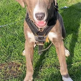 Mountain Cur Puppies from Walnut Ridge Mountain Curs