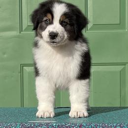 Australian Shepherd Puppies from Storybrooke Australian Shepherds
