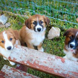 English Shepherd Puppies from Town & Country English Shepherds
