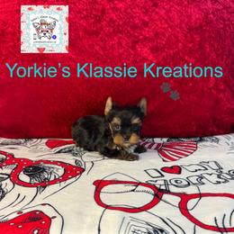 Jagger - Black and tan male Yorkshire Terrier puppy in Dierks, Arkansas from Yorkie’s Klassie Kreations