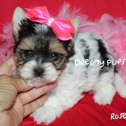 AKC Rosey SOLD - Black tan and white female Biewer Terrier puppy in Kennesaw, Georgia from Dreamy Pups