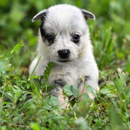 -Girl 3 - Red mottled female Australian Cattle Dog puppy in Kaufman, Texas from Emberwick Ranch