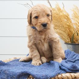 Zazu - Dark blue collar - Apricot male Goldendoodle puppy in Arlington, Washington from Anderson Goldendoodles