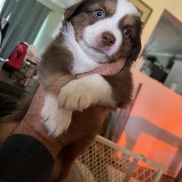 Miniature Australian Shepherd Puppies from Hadden's Aussies