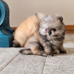Timmy - Cream sable male Pomeranian puppy in Los Angeles, California from Pommies of LA