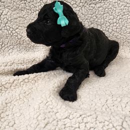 Poodle Puppies from Karla Skow