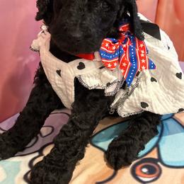 Geneva - Silver female Poodle puppy in Mobile, Alabama from Semmy’s Standard Poodle LLC