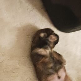 Shih Tzu Puppies from Peterson Shih Tzus