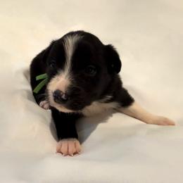 Bonnie - Black and white female Border Collie puppy in Paris, Texas from Broadmoor Farm