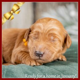 Frost - Red  male Goldendoodle puppy in Connersville, Indiana from Deaz Doodle Ranch