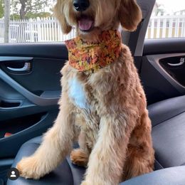 Goldendoodle Puppies from SunriseDoodles