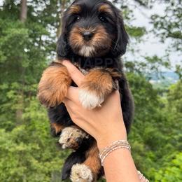 Peter - Phantom male Goldendoodle puppy in Calhoun, Georgia from Happy Top Doodles