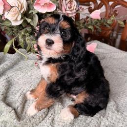 Whiff - Tri-color female Bernedoodle puppy in Royse City, Texas from Platinum Bernedoodles of Texas
