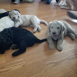 Bernedoodle and Goldendoodle Puppies from Cookies and Cream Doodles