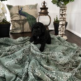 Cockapoo and Goldendoodle Puppies from Cackalacky Companions