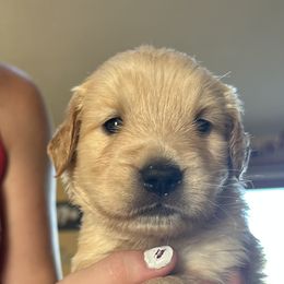 Golden Retriever and Labrador Retriever Puppies from Storm Chasers Retrievers