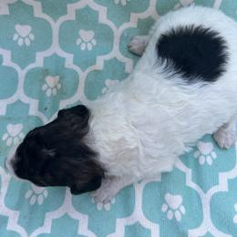 AKC Sleepy - White male Poodle puppy in Athens, Tennessee from Paws & Kisses