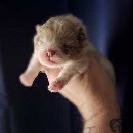 Tracker - Chocolate merle male Pomeranian puppy in Oologah, Oklahoma from GG's Pomeranians