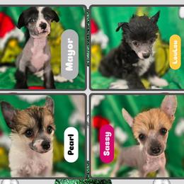 Chinese Crested puppies from ConeraIsles Kennel