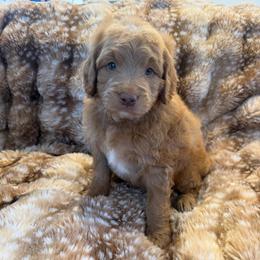 Lambo - Red  male Goldendoodle puppy in Payson, Utah from Country Sky Doodles