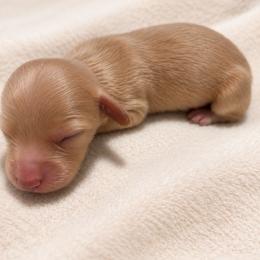 Merry - Cream female Dachshund puppy in Sebring, Florida from Mini Weenies