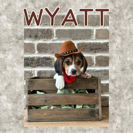 Boy 3 - Beagle puppy from Southern Charm Beagles