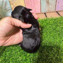 Stella - Black and silver female Miniature Schnauzer puppy in Lufkin, Texas from C&K’s Schnauzer House