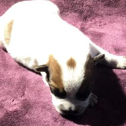 L65-03 - Red speckled male Australian Cattle Dog puppy in Sheridan, Oregon from 6pk Cattledogs
