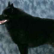 Schipperkes from Lochryan Schipperke