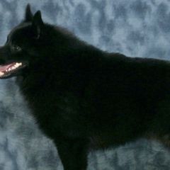 Schipperkes from Lochryan Schipperke