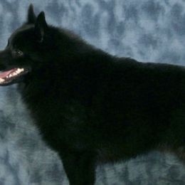 Schipperkes from Lochryan Schipperke