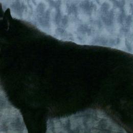 Schipperkes from Lochryan Schipperke