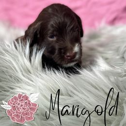 Bernedoodle and Poodle Puppies from Salty Standards