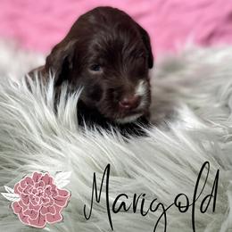 Bernedoodle and Poodle Puppies from Salty Standards