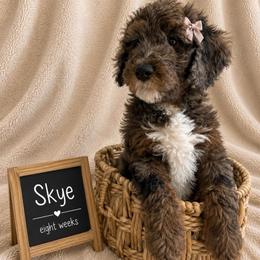 Sky - Blue merle female Aussiedoodle puppy in Eastland, Texas from H5 Mini Doodles