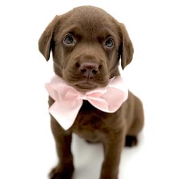 MAPLE - Chocolate female Labrador Retriever puppy in Chicago, Illinois from Urbane Retrievers