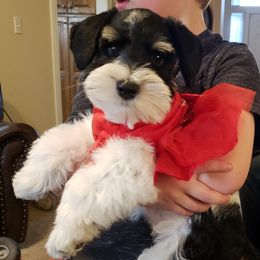 Miniature Schnauzer Puppies from My Amazing Miniature Schnauzers