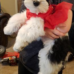 Miniature Schnauzer Puppies from My Amazing Miniature Schnauzers