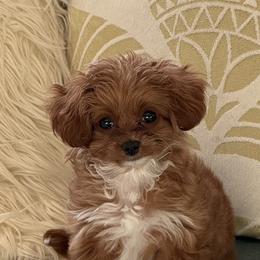 Bernedoodle, Cavapoo, Havanese, and Havapoo Puppies from Lady Paws Puppies - Cassie
