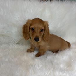 Puppy C - Red male Dachshund puppy in Middleboro, Massachusetts from Eastern Juniper Dachshunds