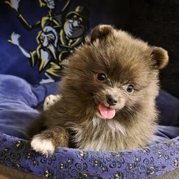 Annabelle - Blue brindle female Pomeranian puppy in Hooksett, New Hampshire from Granite State Pomeranians