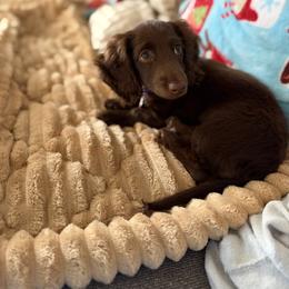 Cockapoo, Dachshund, Miniature Schnauzer, and Yorkshire Terrier Puppies from LUXEYPUPS