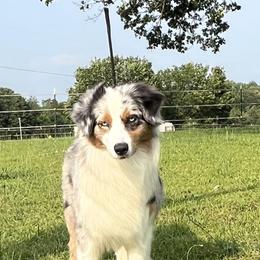 Sunni - Blue merle female Australian Shepherd puppy in Easley, South Carolina from Tanya Strickland