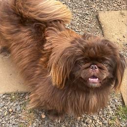 Teddy - Pekingese