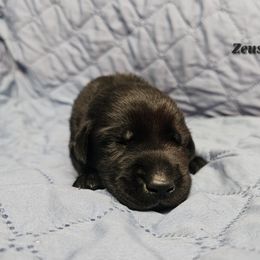 Labrador Retriever Puppies from Hicks Family Homestead