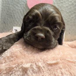 Powers - Brown male Cocker Spaniel puppy in Camp Douglas, Wisconsin from Bluff Country Cockers