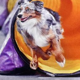 Miniature American Shepherd Puppies from Callen Kennels